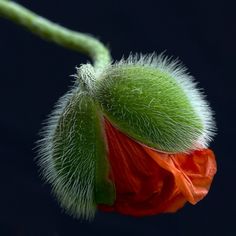 an orange flower bud with green stems