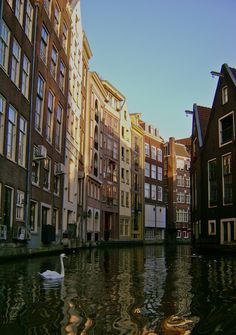 a swan swimming in the middle of a canal surrounded by tall buildings and apartment complexes