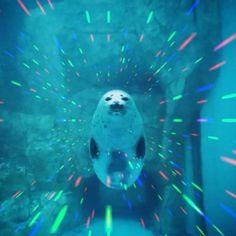 a white seal in an aquarium with colorful lights coming out of it's mouth