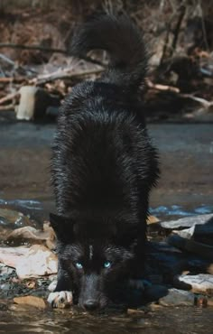 a black dog with blue eyes is walking in the water and looking at something on the ground