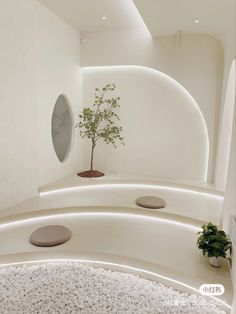 a plant is in the middle of a room with rocks on the floor and white walls