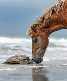 a horse and a turtle are on the beach eating food from the water's edge