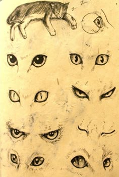 a drawing of cats with different eyes