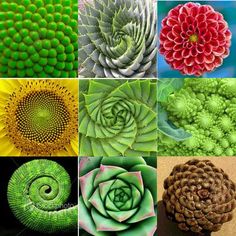 Fibonacci Spiral Nature, Fibonacci Sequence In Nature, Fibonacci Art, Maths In Nature, Fibonacci Number, Fibonacci Golden Ratio