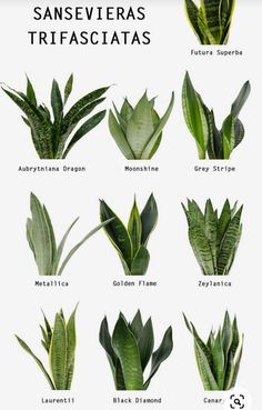 the different types of plants that are in spanish