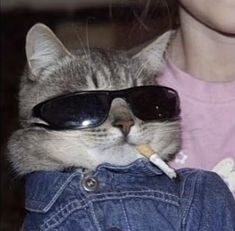 Random Cat, Baby Got Back, A Cat, Sunglasses, On Twitter, Twitter