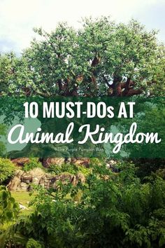 the top 10 must do's at animal kingdom in disney world, including trees and rocks