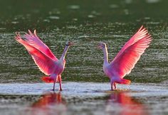 two pink birds standing in the water with their wings spread out and touching beaks