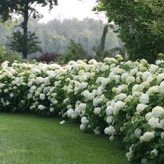 a row of white flowers in the middle of a grassy area with trees and bushes behind it