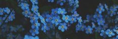 blue flowers with yellow centers in the dark