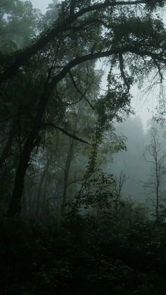 foggy forest with trees in the foreground