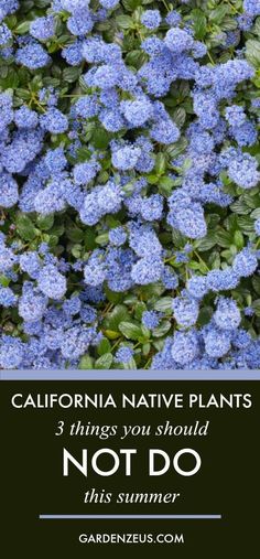 blue flowers with the words california native plants 3 things you should not do this summer