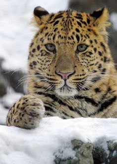 a close up of a leopard laying in the snow