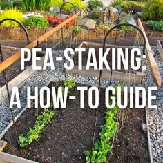 a garden with plants growing in it and the words pea - taking a how to guide