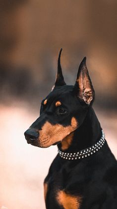 a black and brown dog wearing a collar