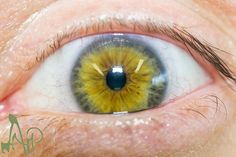 eye 58 Yellow Amber Eyes, Cool Iris Eye, Grey Iris Eye, Iris Pictures Eye, Yellow Iris Eye, Macro Photography Eyes, Amber Eyes