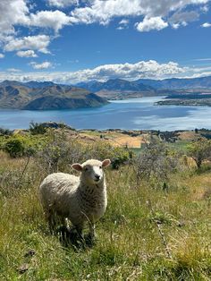 a sheep standing on top of a lush green field next to a body of water