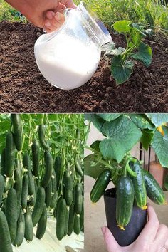 cucumbers are growing in the garden and someone is pouring milk on them