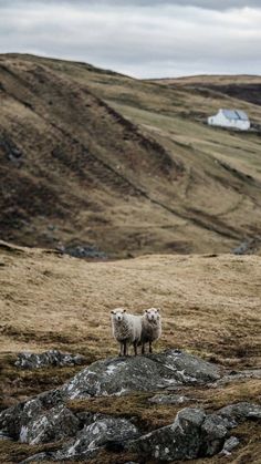 two sheep standing on top of a grass covered hillside