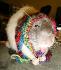 a rat is wearing a colorful knitted hat