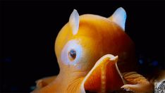 an orange fish with its mouth open and it's eyes wide open to see something in the water