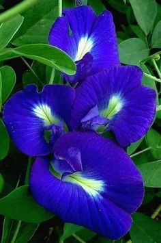 three purple flowers with white tips and green leaves