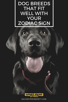 a black dog with its tongue out and the caption says, do breeds that fit well with your zodiac sign?