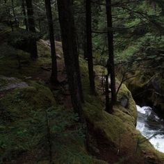 a river running through a forest filled with lots of green mossy rocks and trees