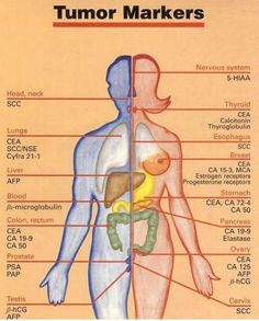 diagram of the human body with labels on each side and labeled in different languages, including names