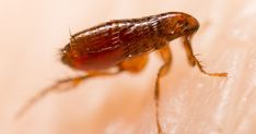 a bed bug crawling on the skin of someone's arm