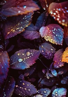 purple leaves with water droplets on them