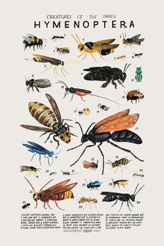 an insect poster with many different types of bugs