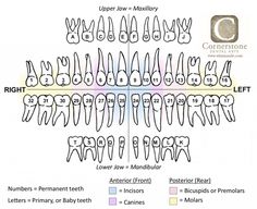 Tooth Numbers Chart, Teeth Chart Dentistry, Dental Tooth Chart, Tooth Map, Dental Charting, Teeth Chart