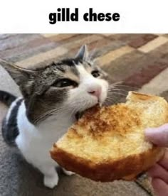 a cat that is eating some bread