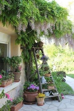 an outdoor garden with flowers and plants growing on the side of a house, next to a ladder