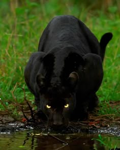 a black panther walking across a body of water with its mouth open and glowing yellow eyes