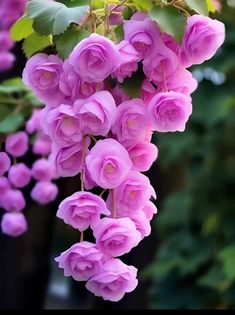 pink flowers are hanging from a tree branch