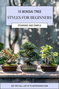 bonsai tree styles for beginners