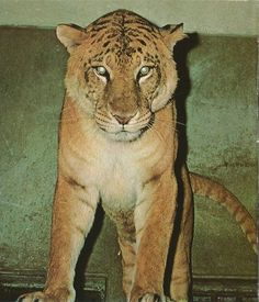 a large tiger standing on top of a wooden floor next to a green brick wall