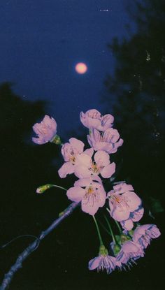 pink flowers are blooming in front of a full moon