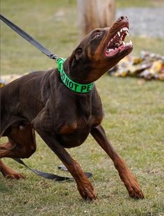 a brown dog with it's mouth open and its tongue hanging out in the grass