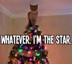 a cat sitting on top of a christmas tree with the caption whatever i'm the star