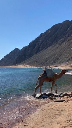 a man riding a camel on top of a sandy beach next to the ocean with mountains in the background