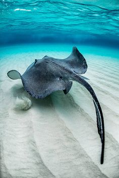 an underwater photo of a manta ray swimming in the ocean with sand and water around it