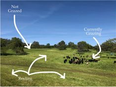 cows grazing in a field with trees and blue sky