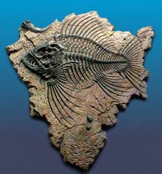 an image of a fish skeleton in the water