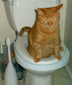 an orange cat sitting on top of a toilet