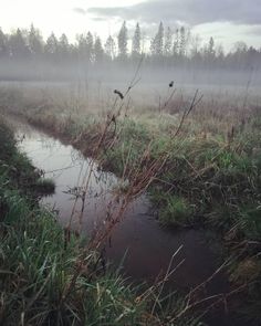 a stream running through a lush green field next to tall grass and trees on a foggy day