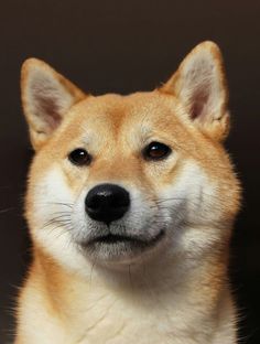 a close up of a dog's face with one eye open and the other half closed