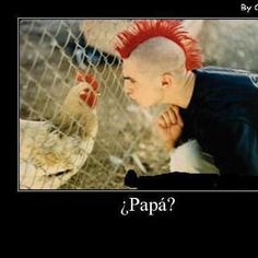 an image of a man with red hair looking at a chicken behind a fence that says papa?